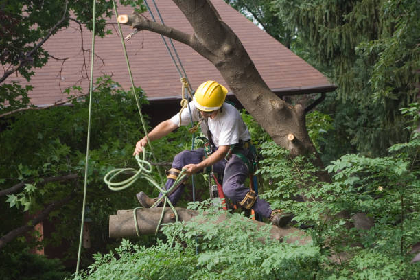 Best Tree Health Inspection  in , HI