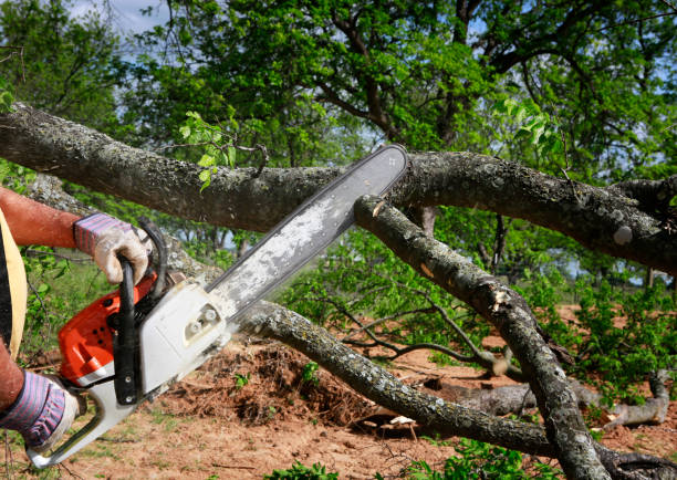 Best Stump Grinding and Removal  in , HI